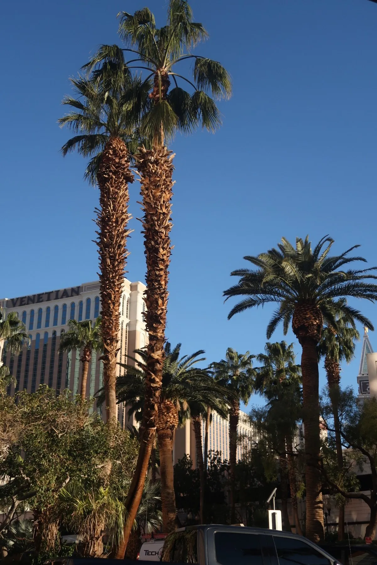 Palm trees against a deep blue sky.